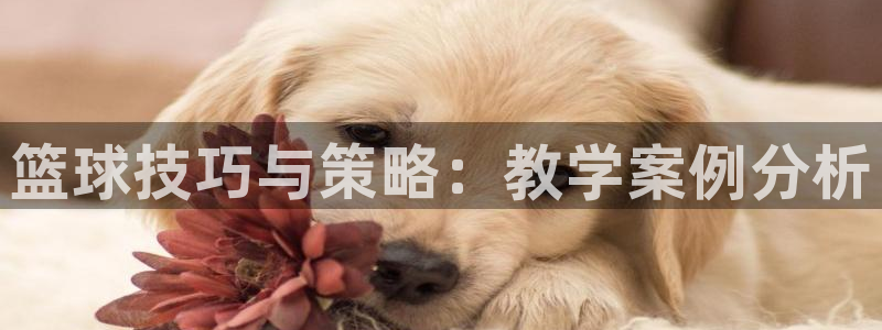 篮球技巧与策略：教学案例分析